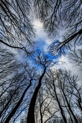Fototapeta premium Abstract tree branches profiled on stormy sky, in early spring