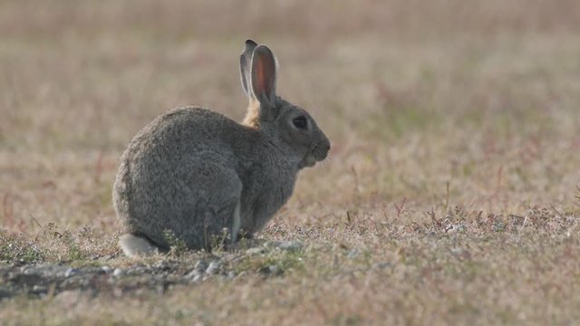 4K Close-Up of Rabbits on the Prairie at Dusk