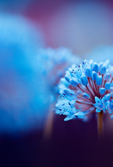 Blaue Blumen - natürlicher Hintergrund
