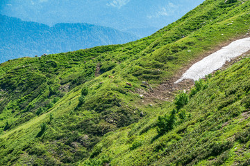 Cows graze on mountain slope.