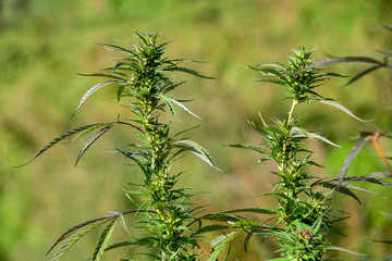 Plants de cannabis (cannabis sativa)