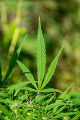 Feuille de cannabis (cannabis sativa)