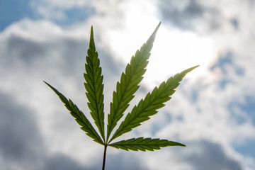 Feuille de cannabis (cannabis sativa) sur fond de nuages