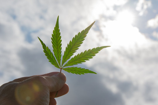 Main tenant une feuille de cannabis (cannabis sativa) sur fond de nuages