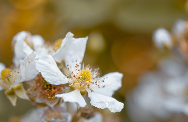 Weiße Blüte der Brombeeren