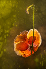 Blumen - Mohn (Papaver)	