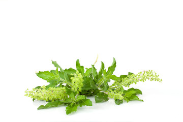 Holy Basil leaf and flower is a vegetable and herb of Thailand isolated on white background.