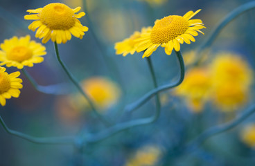 Gelbe Blumen - Färberkamille ( Cota tinctoria )