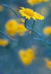 Gelbe Blumen - Färberkamille ( Cota tinctoria )