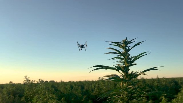 Matrice 210 flying a survey of this industrial hemp field.