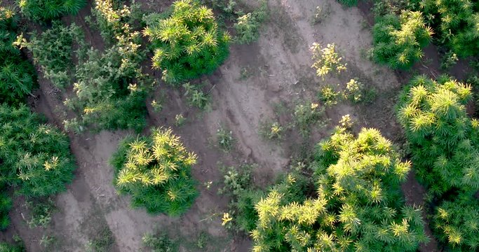 Hemp fields from above in this drone shot.  large plants getting ready for harvest.