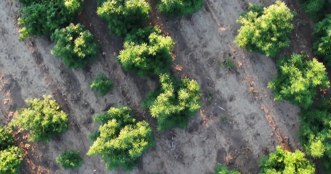 Hemp plants in a field getting large before harvest. 4k, drone, aerial.