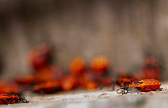 Feuerwanze ( Pyrrhocoridae )
