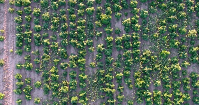 Drone drops toward hemp field with large plants getting near harvest.
