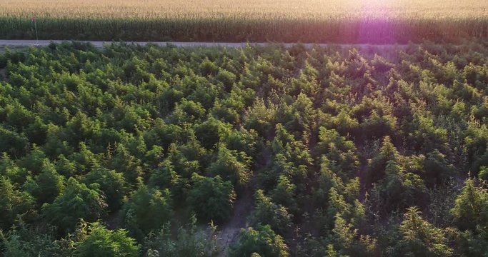Drone shot of hemp field during sunset.  Large plants getting ready for harvest.