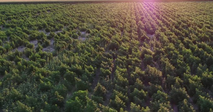 Thousands of large hemp plants getting ready for harvest in this 4k drone shot.