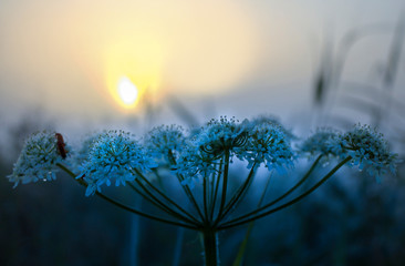 Romantische wilde weiße Blüten bei Sonnenaufgang