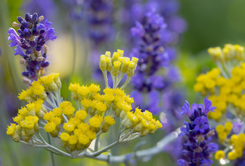 Gelbe Blumen im Lavendelfeld