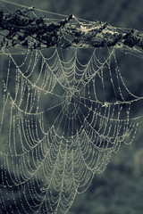 Spinnennetz mit Tropfen vom Morgentau in schwarz / weiß