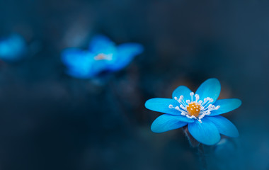 Blaue Blumen - Leberblümchen ( Hepatica nobilis ) - obrazy, fototapety, plakaty