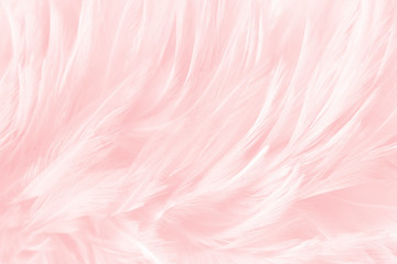 pink feathers line texture background © Siwakorn1933