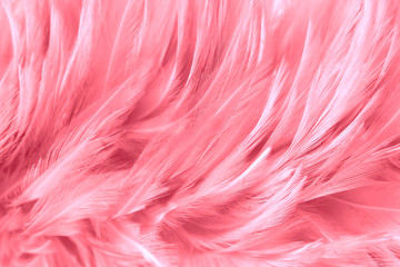 pink feathers line texture background