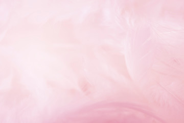 Fototapeta na wymiar closeup soft pink feathers background