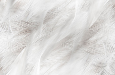 grey feathers line texture background
