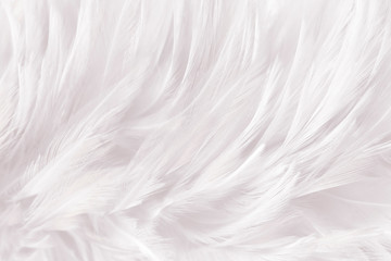 closeup feathers line texture background - Powered by Adobe