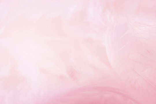 closeup soft pink feathers background