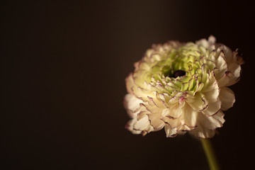 Zarte Blüte der Ranunkel ( Ranunculus asiaticus) - Blumen