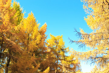 Fototapeta premium Autumn. Beautiful yellow birch leaves and branches of larch trees on a background of blue clear sky. Natural background. Place to insert text.