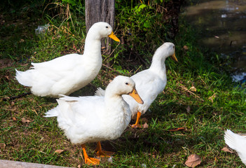 White ducks