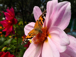 butterfly on a bright garden flower in the garden