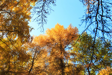 Fototapeta premium Autumn. Beautiful yellow birch leaves and branches of larch trees on a background of blue clear sky. Natural background. Place to insert text.