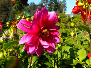 bright garden flower with a bee in the garden