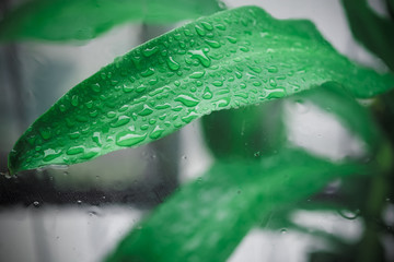 Rain drops on green leaf nature background