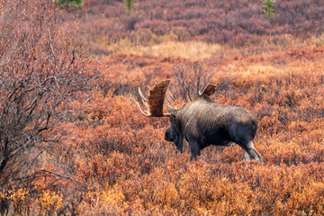Bull Moose in Denali National Park 
