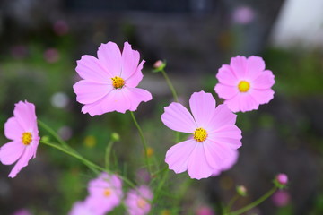 Fototapeta premium コスモス４輪