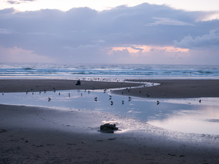 Man and birds at sunset on Oregon beach
