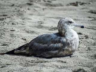 Fototapeta premium Resting