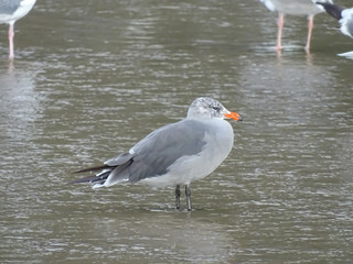 Seagull Wading
