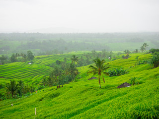 Fototapeta na wymiar Rice field terrace at Bali,Indonesia.