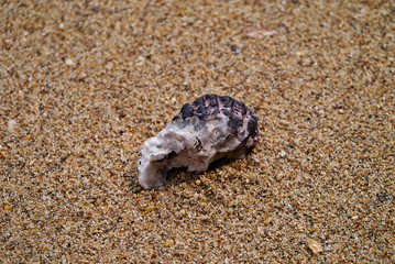 shell on the beach