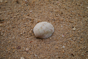 shell on the beach