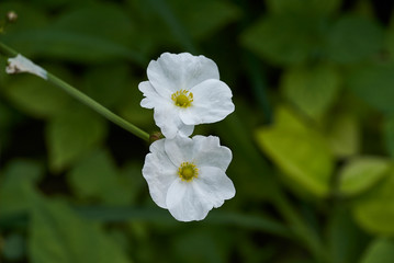 white flower in garden