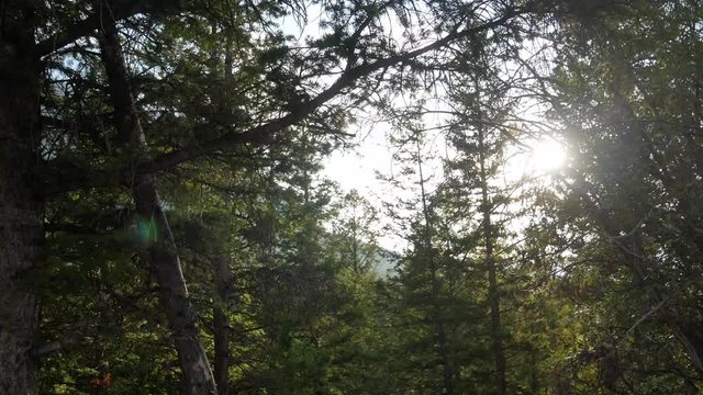 Panning beautiful natural view of pine tree forest with sunshine behide the trees in summer shunshine daytime