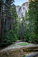 Small creek in the foreground in front of tall green pine trees and upper Yosemite falls near the top center
