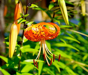 Cool Orange flower