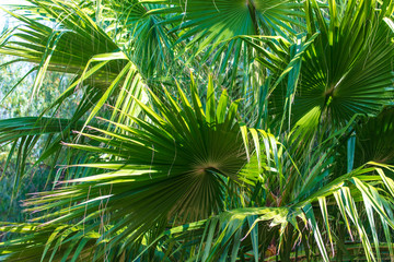 Fototapeta na wymiar Green leaves on a palm tree in the tropics